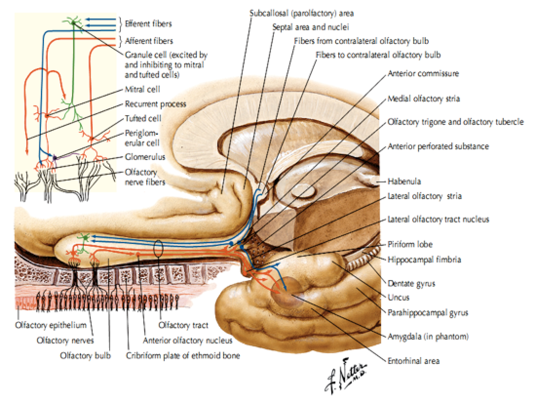Ảnh 1 của Rối loạn dây thần kinh sọ não số III